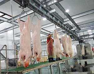 屠宰冻库造价标准是多少钱一平方？